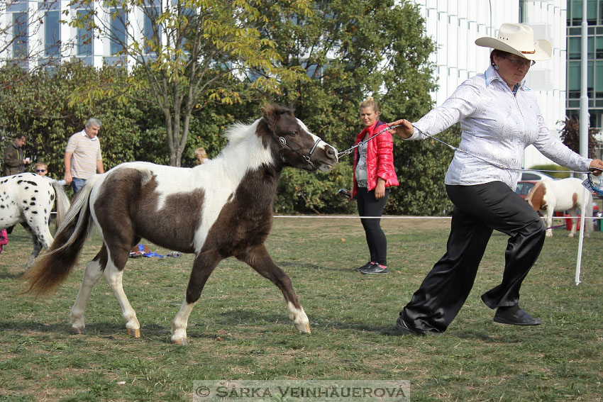 Výstava minihorse 