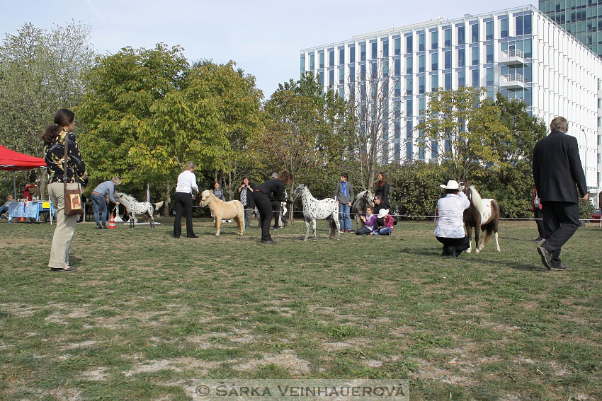 Výstava minihorse 