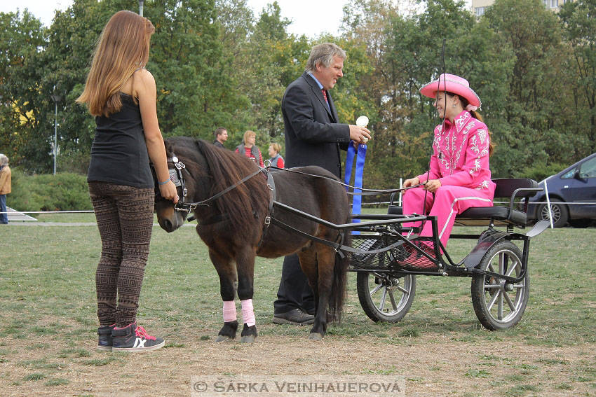 Výstava minihorse 