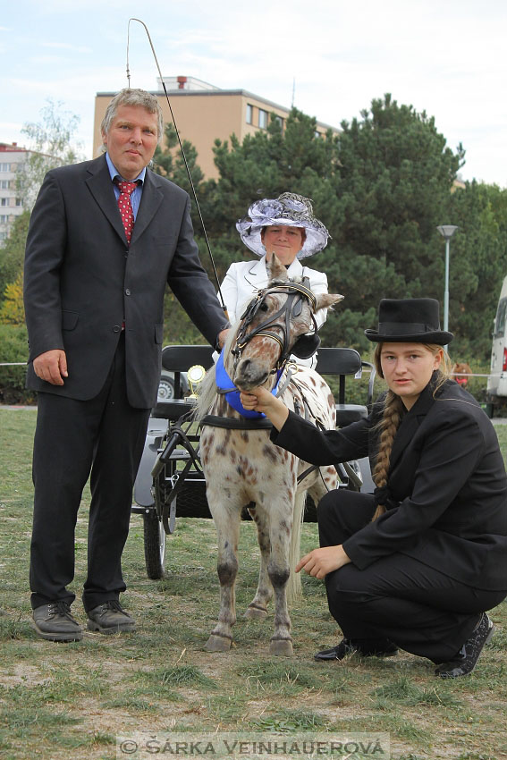 Výstava minihorse 