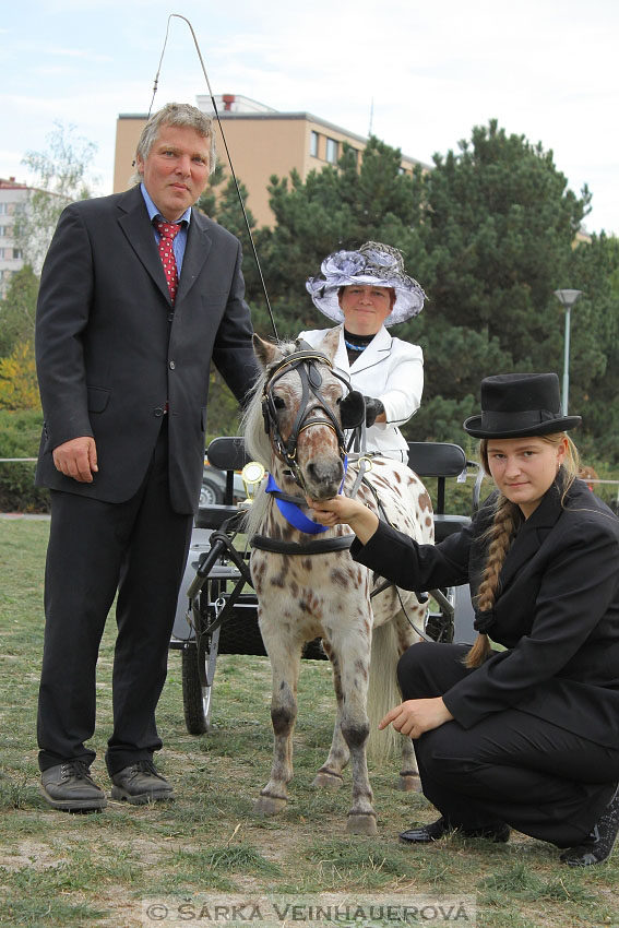 Výstava minihorse 