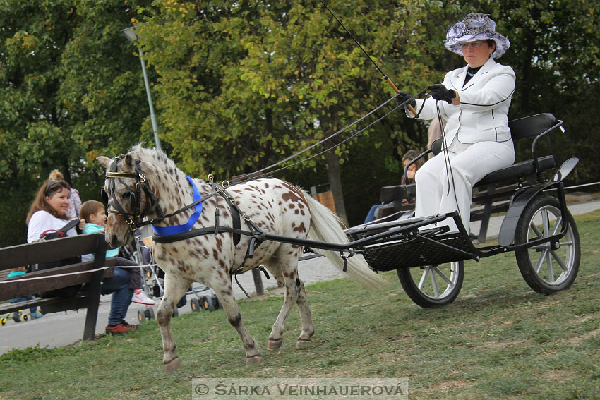 Výstava minihorse 