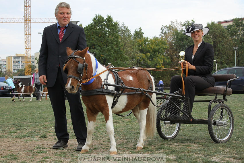 Výstava minihorse 