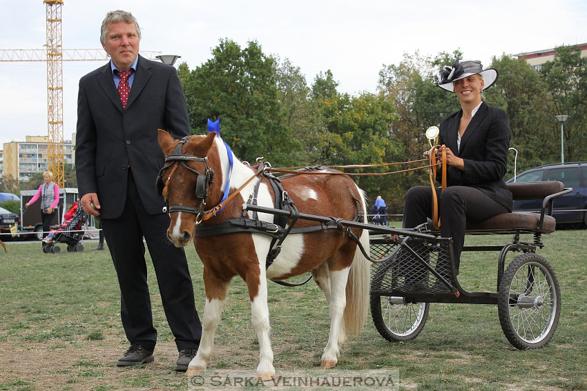 Výstava minihorse 