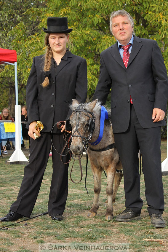 Výstava minihorse 