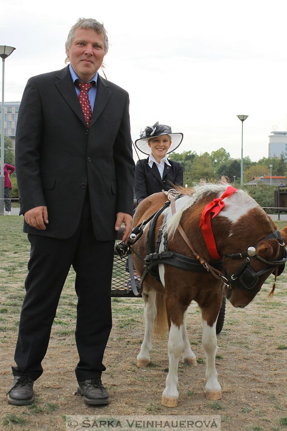 Výstava minihorse 