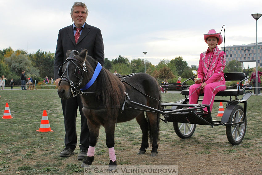Výstava minihorse 