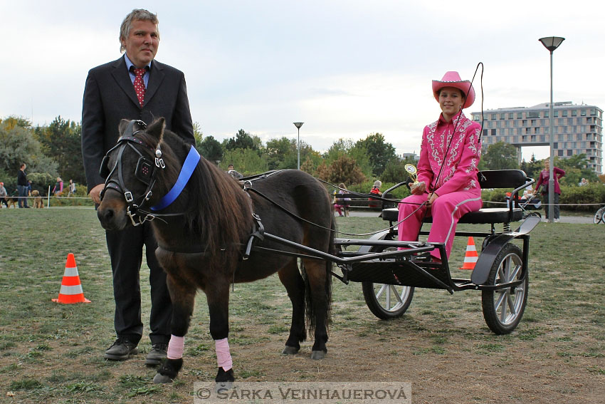 Výstava minihorse 