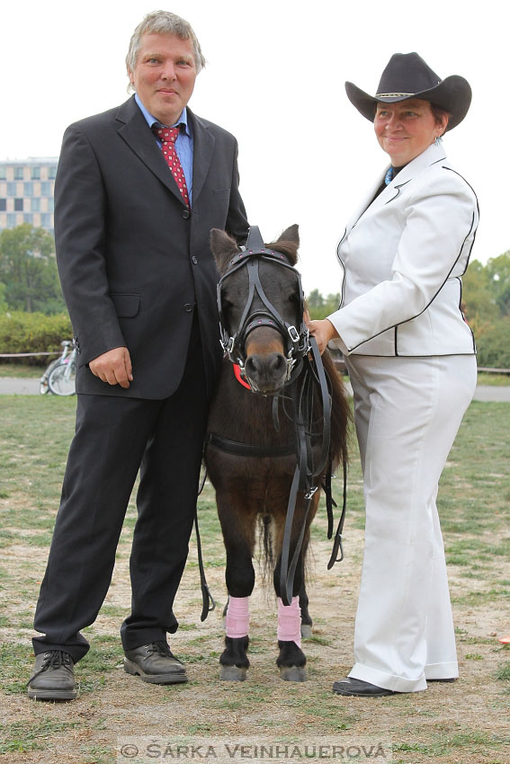 Výstava minihorse 