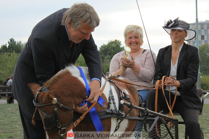 Výstava minihorse 