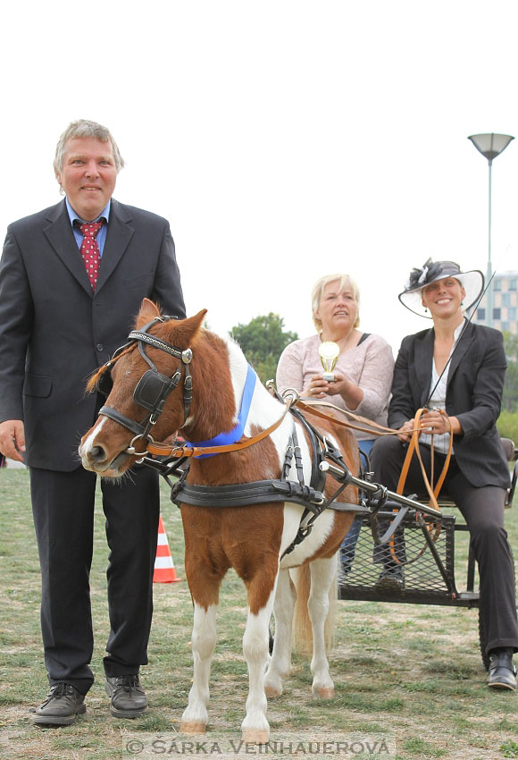 Výstava minihorse 