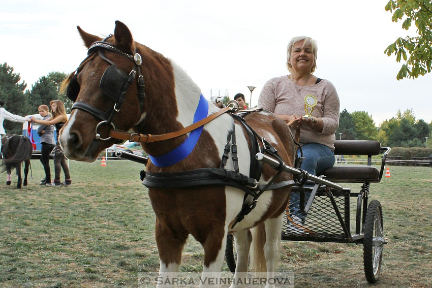 Výstava minihorse 