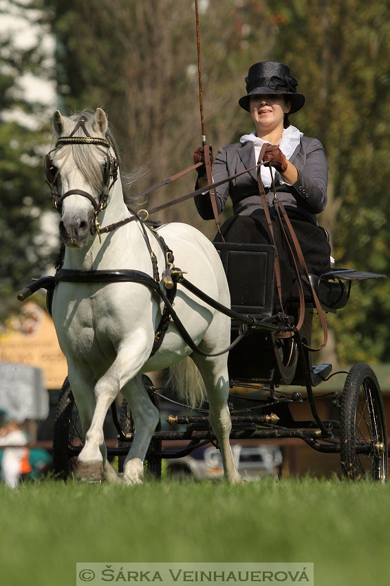 Welsh Harness