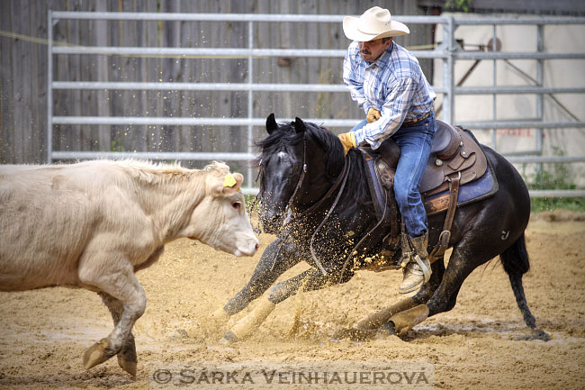 Working cow horse