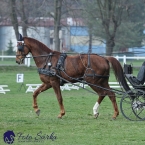 30.-.31.3.2019 - Soustředění spřežení...