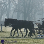 30.-.31.3.2019 - Soustředění spřežení...