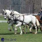 30.-.31.3.2019 - Soustředění spřežení...