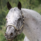 Appaloosa hřebec