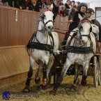 Brno 2019 - spřežení