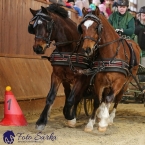 Brno 2019 - spřežení