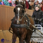 Brno 2019 - spřežení