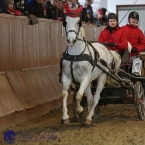 Brno 2019 - spřežení