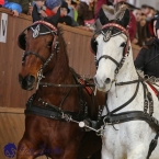 Brno 2019 - spřežení