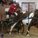 Brno 2019 - spřežení