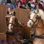 Brno 2019 - spřežení