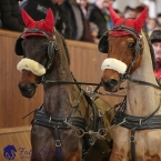 Brno 2019 - spřežení