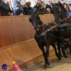 Brno 2019 - spřežení