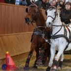 Brno 2019 - spřežení