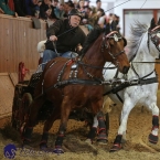 Brno 2019 - spřežení