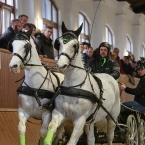 Brno 2019 - spřežení