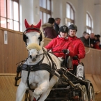 Brno 2019 - spřežení