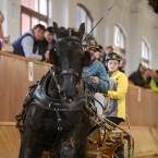 Brno 2019 - spřežení