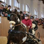 Brno 2019 - spřežení