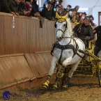 Brno 2019 - spřežení