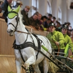 Brno 2019 - spřežení