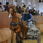 Brno 2019 - spřežení