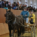 Brno 2019 - spřežení