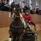 Brno 2019 - spřežení