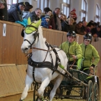 Brno 2019 - spřežení