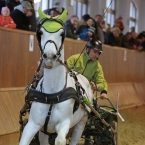 Brno 2019 - spřežení