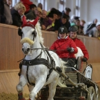 Brno 2019 - spřežení