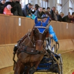 Brno 2019 - spřežení