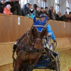 Brno 2019 - spřežení