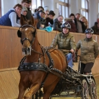 Brno 2019 - spřežení