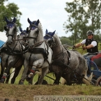 Čtyřspřeží v maratonu