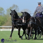 Kladruby 2019 - čtvrtek + pátek - drezury